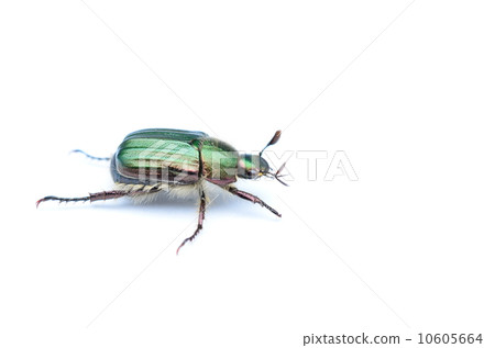 金屬平田藍甲蟲♪ 10605664