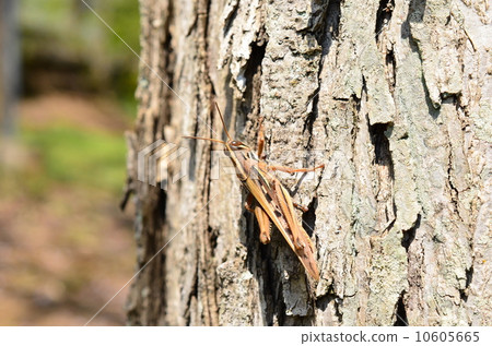 春季蝗蟲♪ 10605665