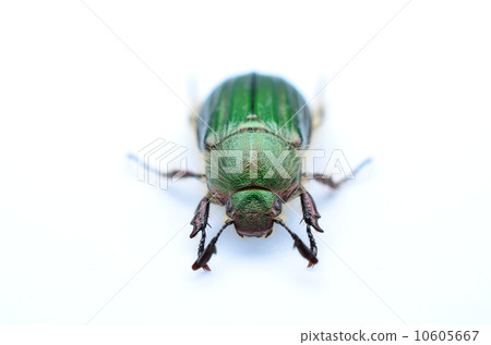 金屬平田藍甲蟲♪ 10605667