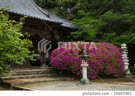 奈良長田寺和杜鵑花 10605901