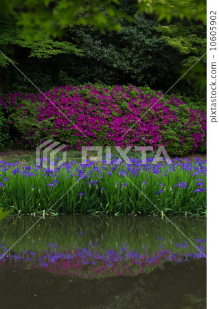 在Nara Kagakuji Emergence Pond反映的杜鵑花和野生樹木 10605902