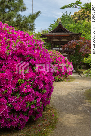 奈良Choshigeraji鐘樓門和杜鵑花（垂直位置） 10605904