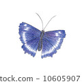 Butterfly  10605907
