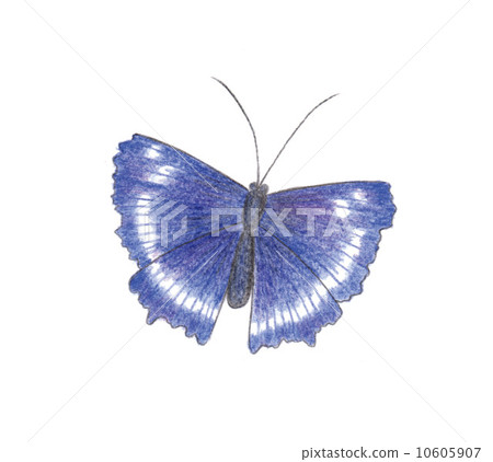 Butterfly Butterfly 10605907