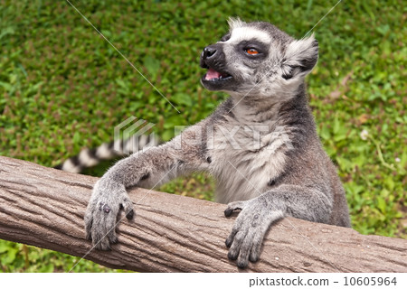 Close-up portrait of Ring-tailed lemur (Lemur catta) Close-up portrait of Ring-tailed lemur (Lemur catta) 10605964