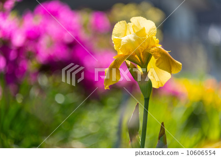 德國虹膜季節性花照片材料 10606554