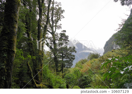 五月風景·雨林區38峽灣 10607129