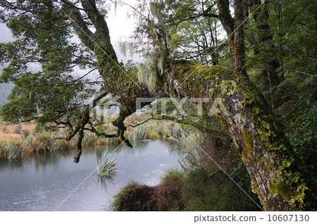 五月風景·雨林區37峽灣 10607130