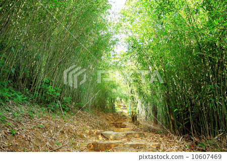 Green Bamboo Forest -- a path leads through a lush bamboo forest 10607469