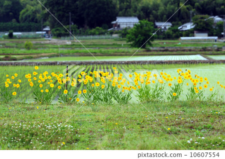 Okinake and rice field 10607554