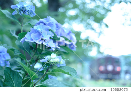 Hydrangea and Watasage Valley Railway 10608073