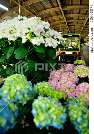 Enyo Electric · Hydrangea at Fujisawa Station - Hydrangeas at Fujisawa Station - 10608078