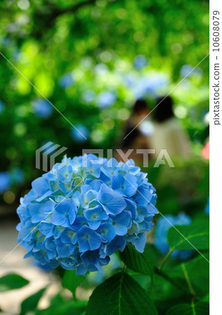 Hydrangeas in Meigetsu-in, Kamakura - Hydrangeas in Meigetsuin Kita Kamakura - 10608079