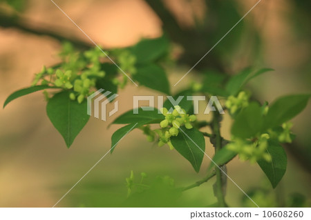 天然植物秋葉是美麗的梨葉，花朵不明顯 10608260