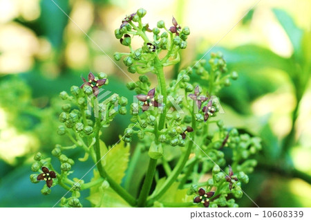 Mysterious flower · Male flower of Aoki's purple brown male flower · Horizontal position 10608339