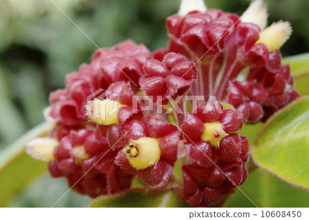 Alopressus·Capitatus Alopressus·Capitatus 10608450