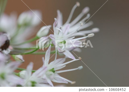 金釵 金釵 10608452