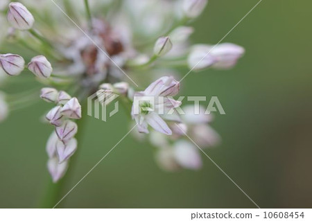 金釵 金釵 10608454