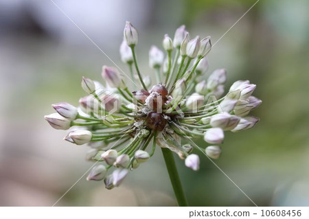 金釵 金釵 10608456