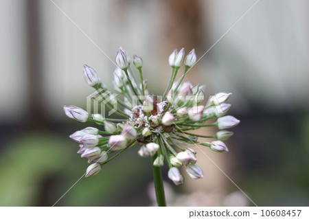 金釵 金釵 10608457