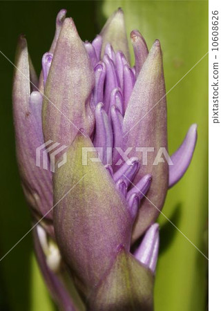Cochiostema · Olatytumsum 10608626