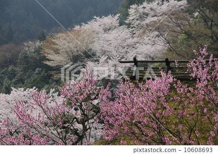 Strawberry Yane and cherry blossoms Strawberry Yane and cherry blossoms 10608693