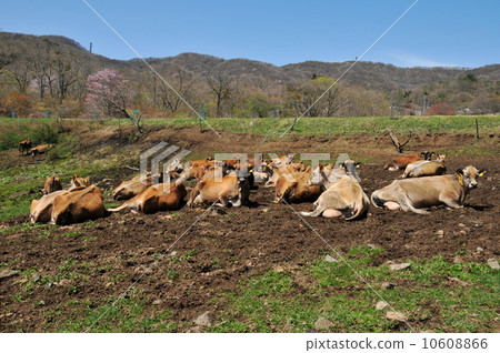 Gunma kozu ranch lying cow Gunma kozu ranch lying cow 10608866
