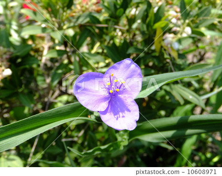 Yu Murasaki Yukusa Yu Murasaki Yukusa 10608971