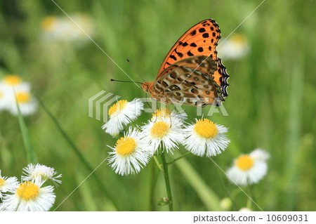 Male of living thing insect bites swallowed 10609031