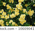 Yellow moco borough 10609041