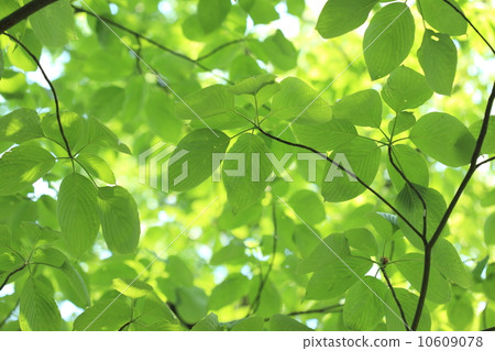 自然植物水木和太陽葉子年輕葉子 10609078