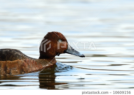 白眼潛鴨 10609156