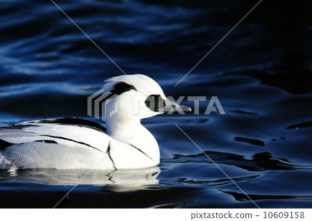 Miko Aisa Miko Aisa 10609158