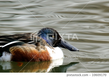 琵嘴鴨 琵嘴鴨 10609170