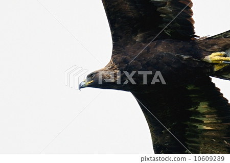 Eagle's eagle 10609289