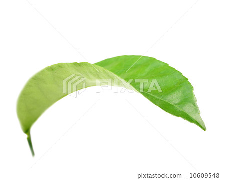 Curving a green leaf 10609548