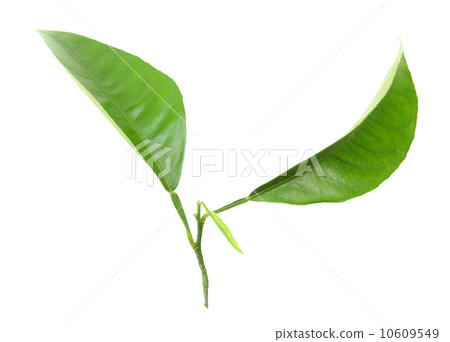 Two green leaf 10609549