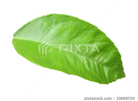 Green leaf of citrus-tree 10609550