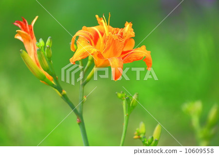 Yellow peach flower 10609558