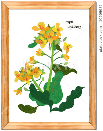 花 - 草 花 - 草 10609682
