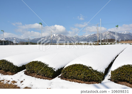 雪伊勢茶園 10609831