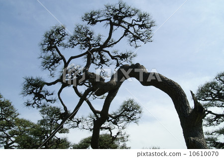Pine 10610070