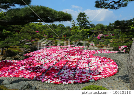 Thirty thousand-ring Ikemi peony Thirty thousand-ring Ikemi peony 10610118