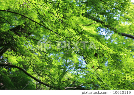 Maple tree 10610119
