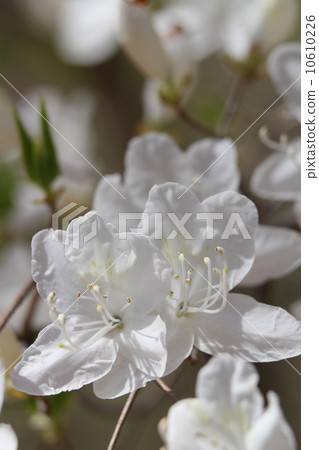 White flower of Kobanomitsu azalea White flower of Kobanomitsu azalea 10610226