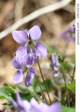 中提琴 中提琴 10610228