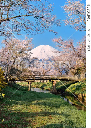 忍野村的春天 10610236