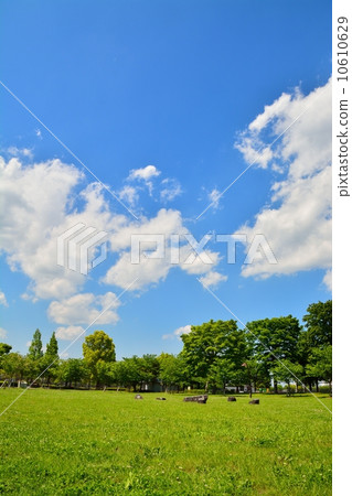 新鮮的綠色Treed公園 10610629