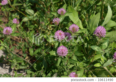 紅三葉草 10611490