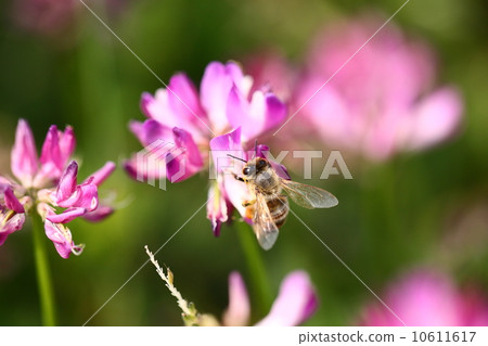 [Spring scenery Bees and Astragalus] 10611617